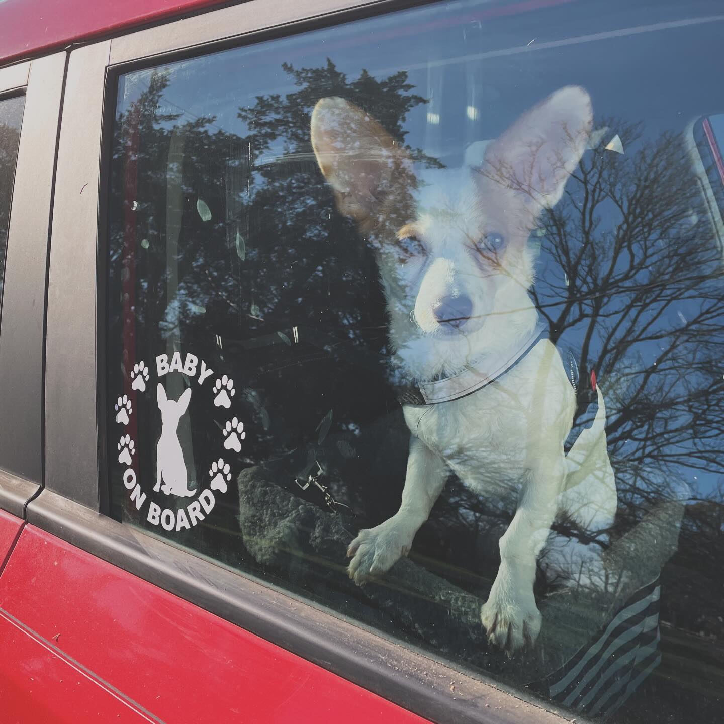 ALL BREEDS Baby on Board Silhouette Decal - modifiedsix